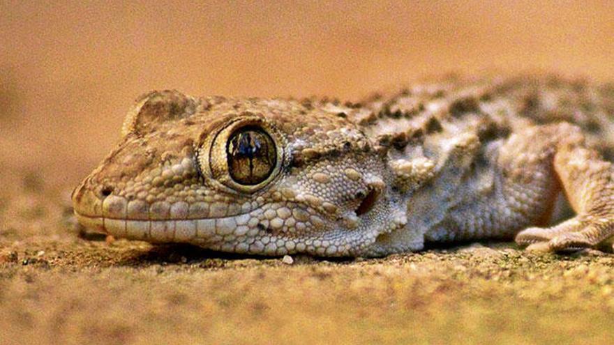 Vertilgt lästige Plagegeister wie etwa Mücken, lässt Menschen in Ruhe und macht sein eigenes Ding: ein auf Mallorca häufig anzutreffender Mauergecko.