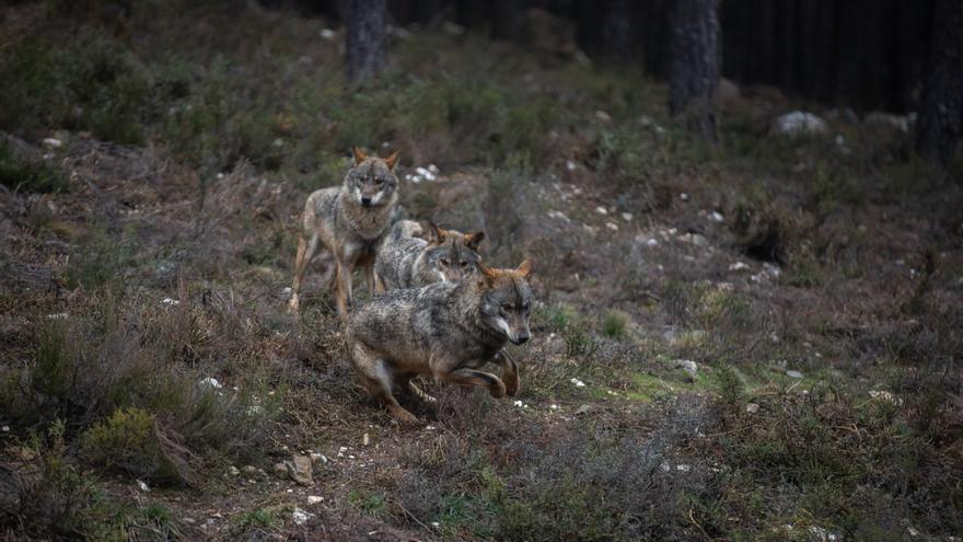 El Constitucional admite a trámite el recurso del Gobierno contra la Ley de Caza de Castilla y León por el lobo