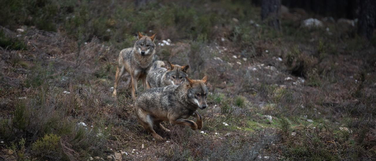 Lobos en el Centro del Lobo Ibérico de Sanabria