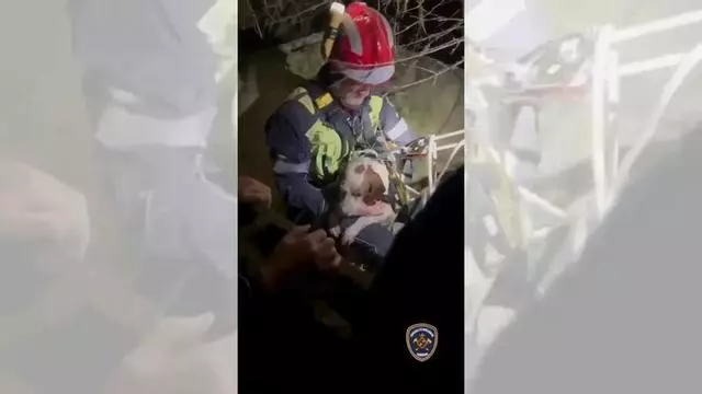 Los bomberos rescatan a un perro que ha caído a un pozo en una finca de Mallorca