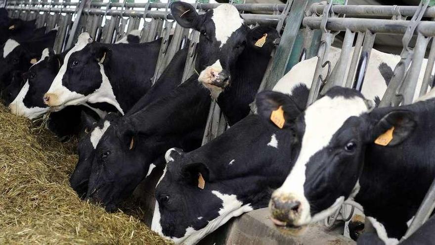 Vacas en una explotación láctea gallega.