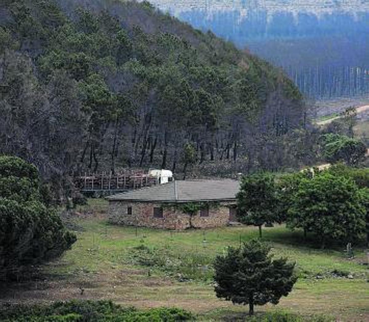 Burros en el Monte El Casal, con el fondo talado. | |  ANA BURRIEZA