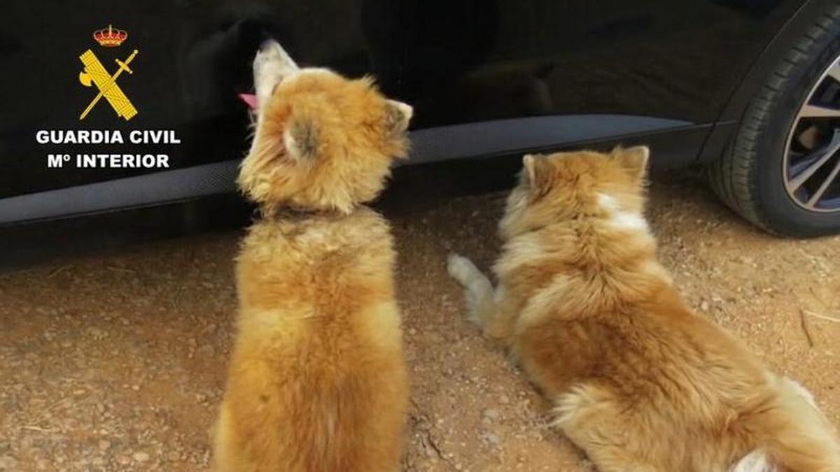 Los dos perros de la raza japonesa Akita Inu rescatados por la Guardia Civil en Santa Eugènia.