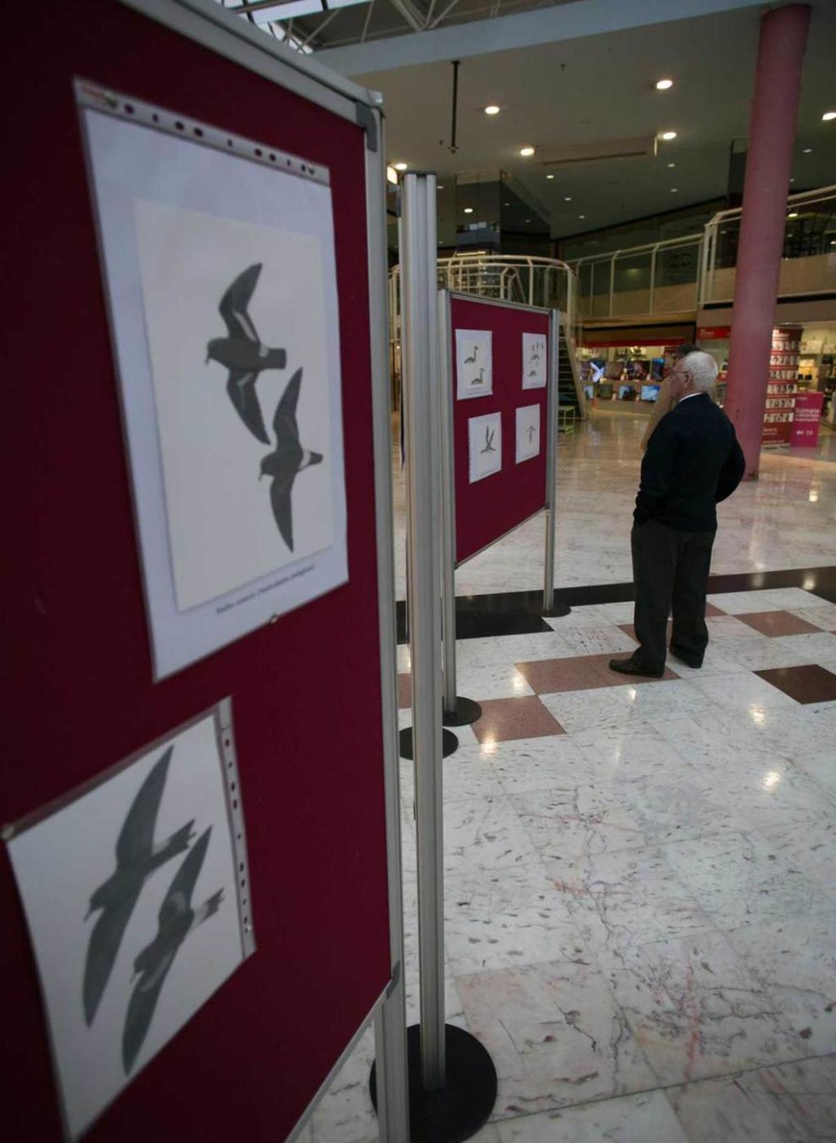 Celebración del "Día de las aves" en El Atrio