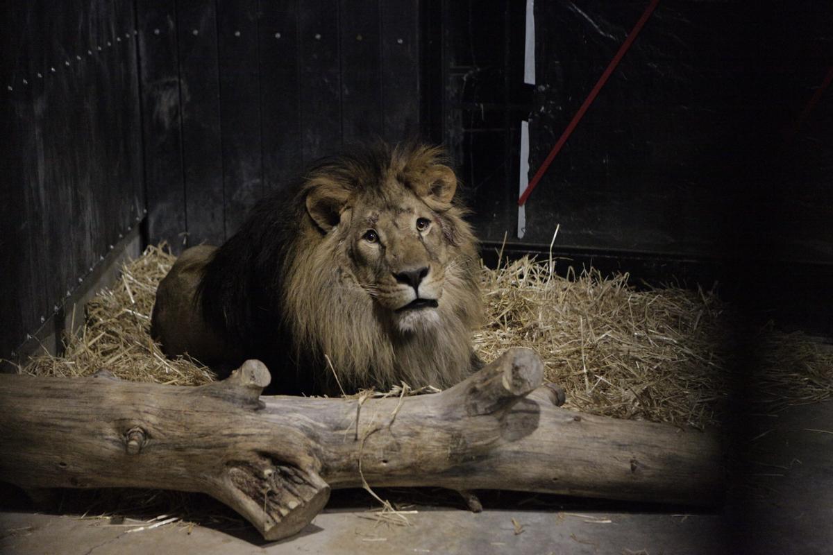 El león Lova.