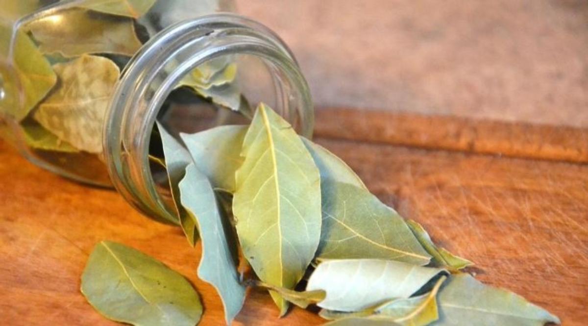 Una hoja de laurel en esta infusión y adiós a la barriga este verano