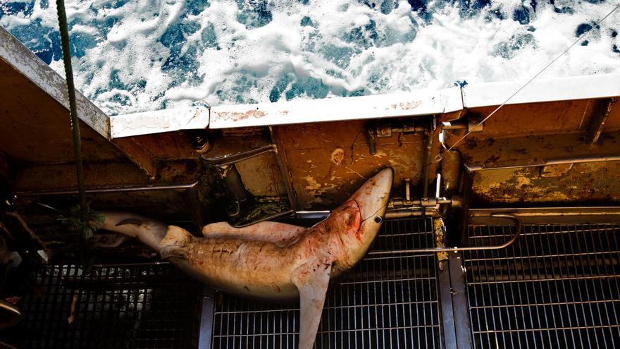 Greenpeace denuncia la pesca de crías de tiburones por barcos españoles