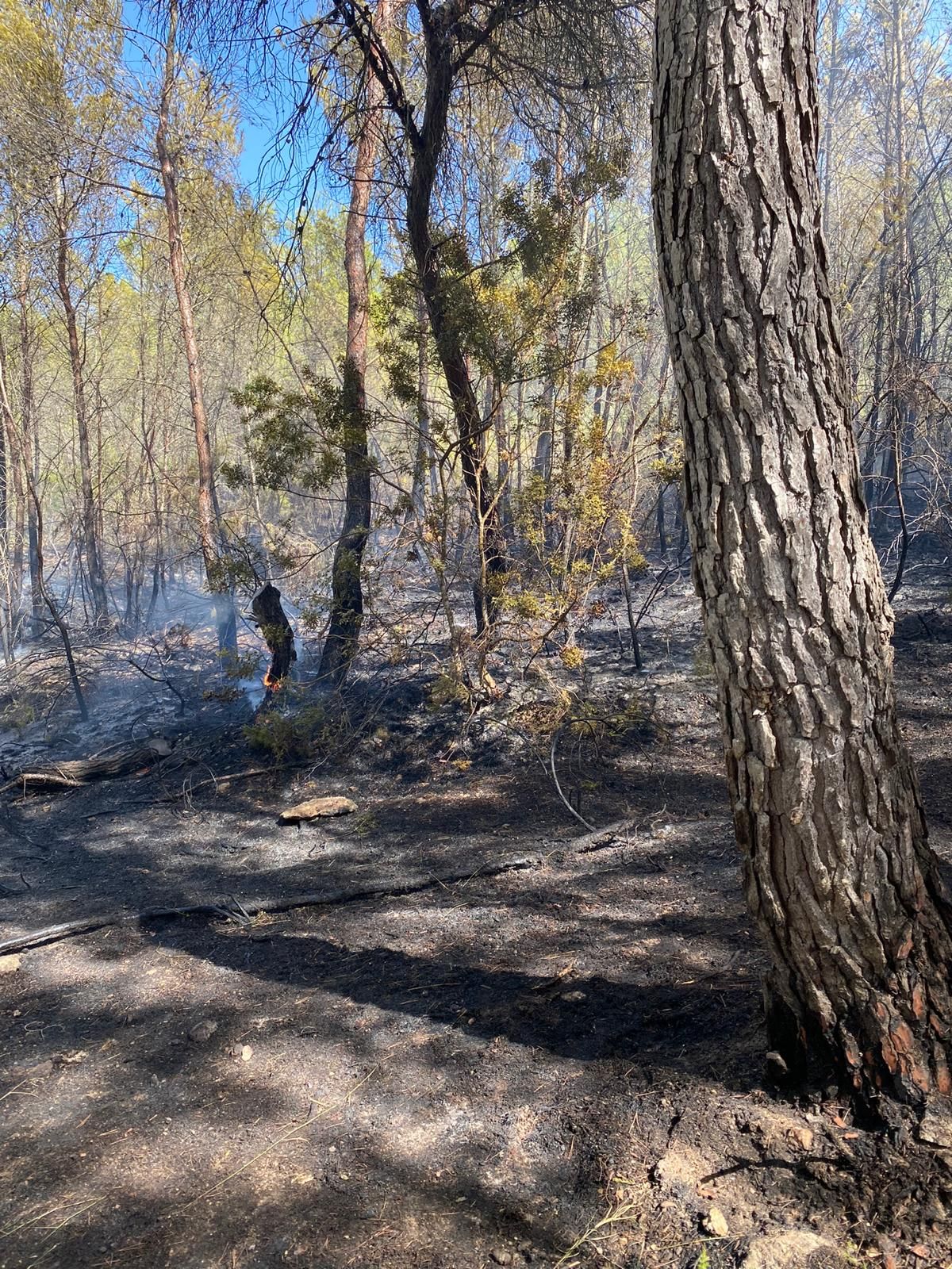 Declarado un incendio forestal en Santa Eulària