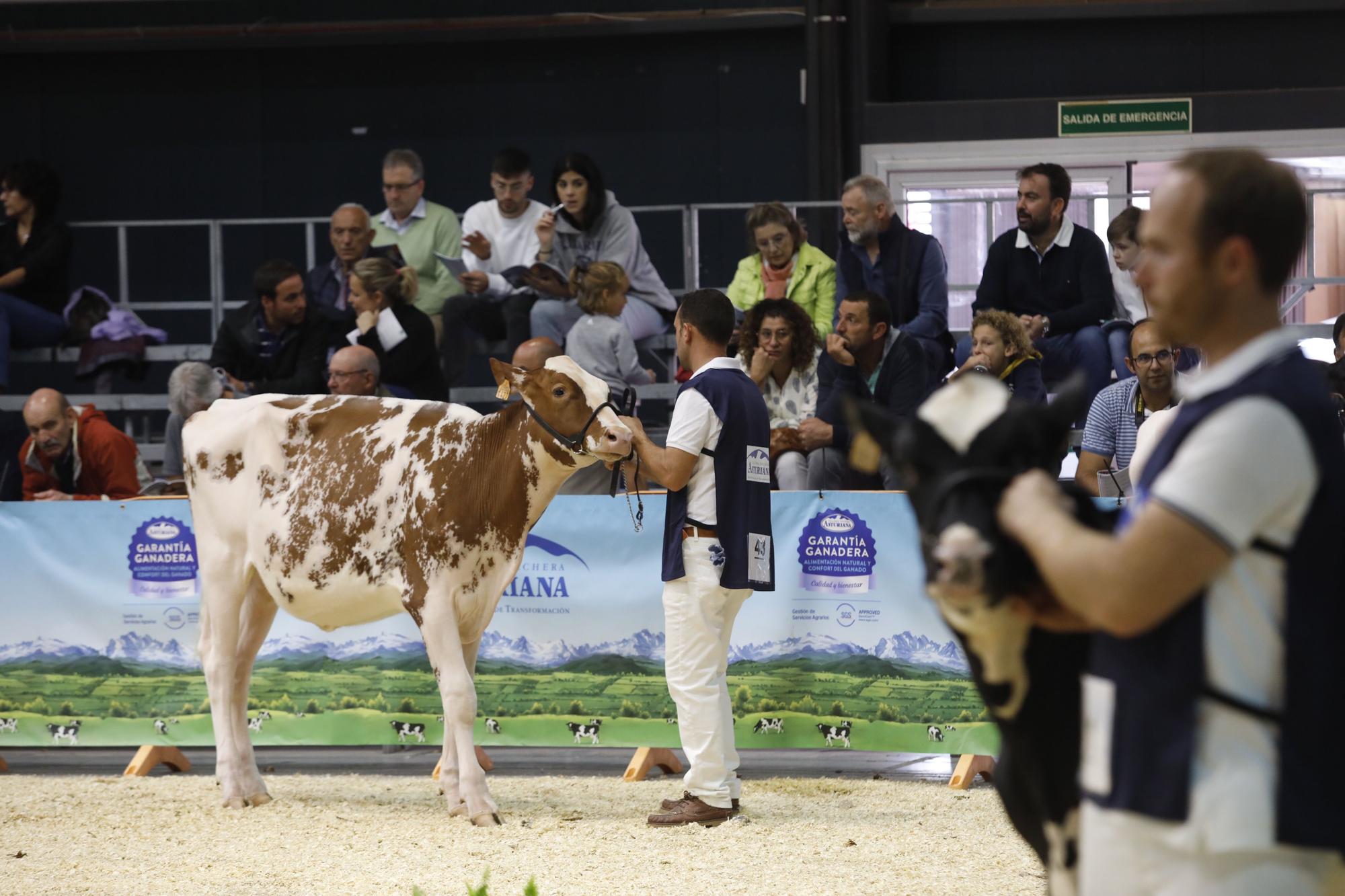 EN IMÁGENES: Gijón acoge una nueva edición de Agropec