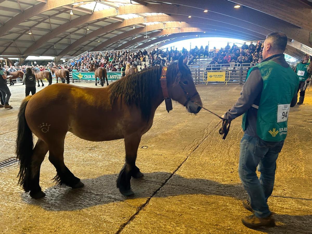 EN IMÁGENES: Concurso de Ganado Equino de la Montaña Asturiana en Pola de Siero EN IMÁGENES: Concurso de Ganado Equino de la Montaña Asturiana en Pola de Siero