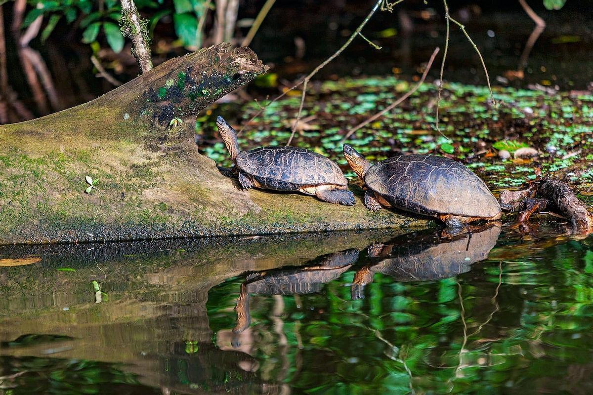 Dos tortugas negras, Costa Rica
