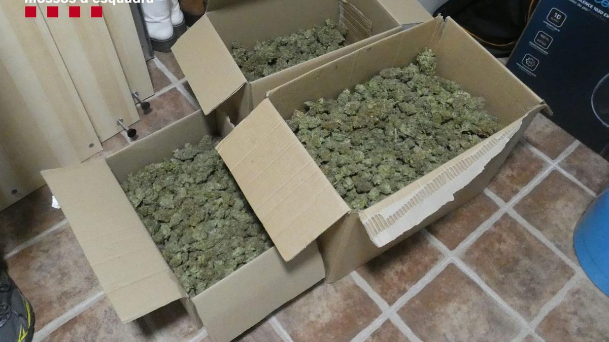 Caixes de marihuana plenes de cabdells a Fornells