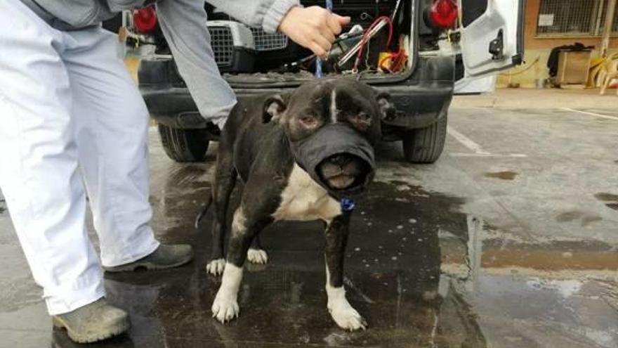 Un perro de raza pitbull de los rescatados en Malilla.