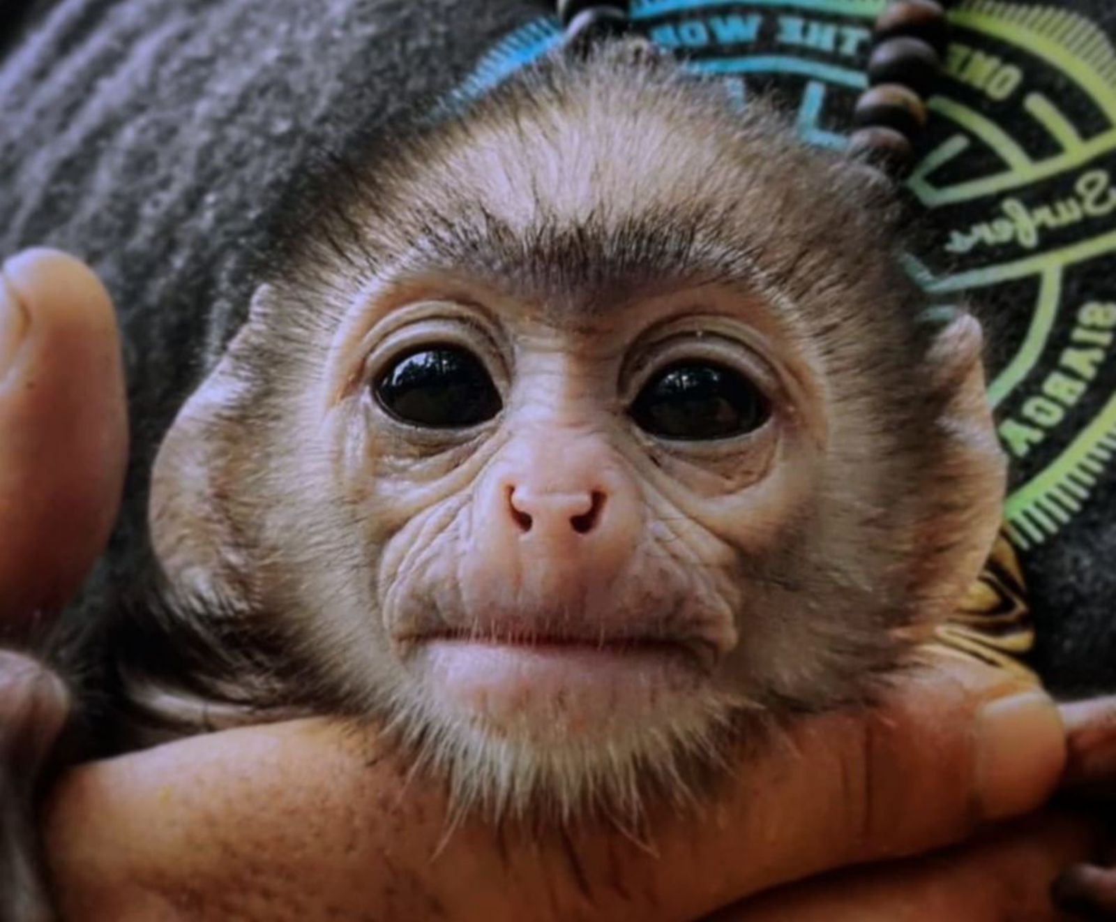 Bolito, un bebé mono que rescataron en Sri Lanka y alimentaron con biberón.