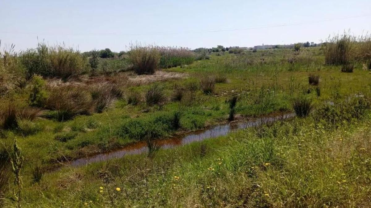 Barranc del Tramusser, a su paso por Benifaió, en la Ribera, una de las comarcas afectadas por la dana