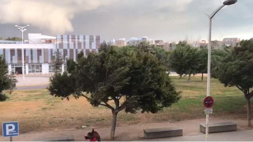 Fuertes rachas de viento en el Parque de Cabecera de València