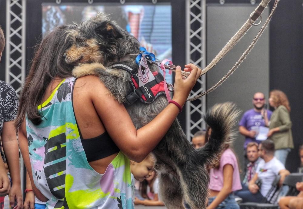 Pasarela de adopción de mascotas en Los Realejos