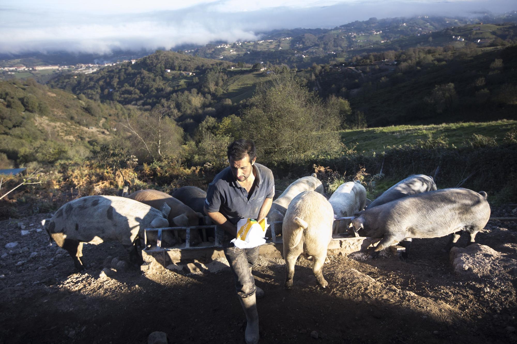 Monte Cabriles, el refugio porcino de Siero que acaba de ser reconocido con un sello de calidad