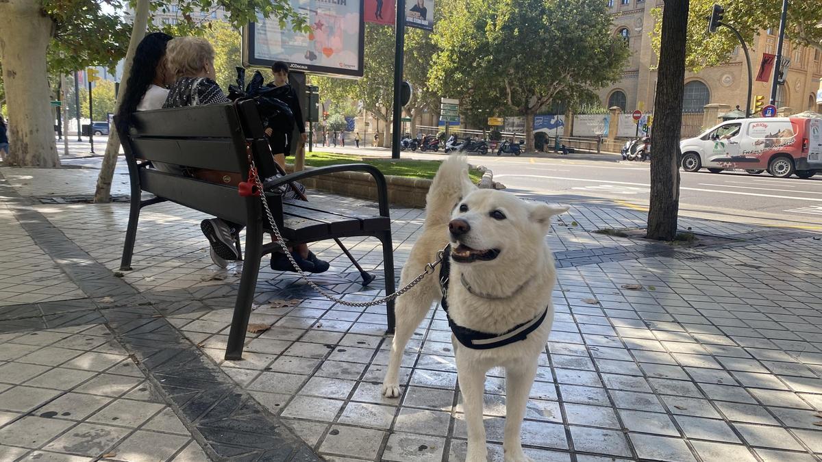 Un perro, junto a su dueña, en el centro de Zaragoza, en una imagen de archivo.