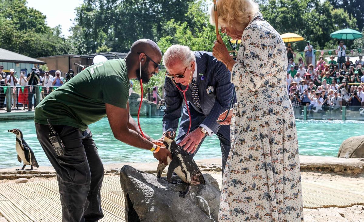 Britain's King Charles III (C) and Britain's Queen Camilla (R) listen to the heartbeat of a penguin using stethoscopes under the guidance of vet Stefan Saverimuttu (L), during a health check of the penguins at the penguin beach, during a visit to ZSL London Zoo to celebrate the zoo’s 200th anniversary in central London on July 9, 2026. (Photo by Richard Pohle / POOL / AFP)