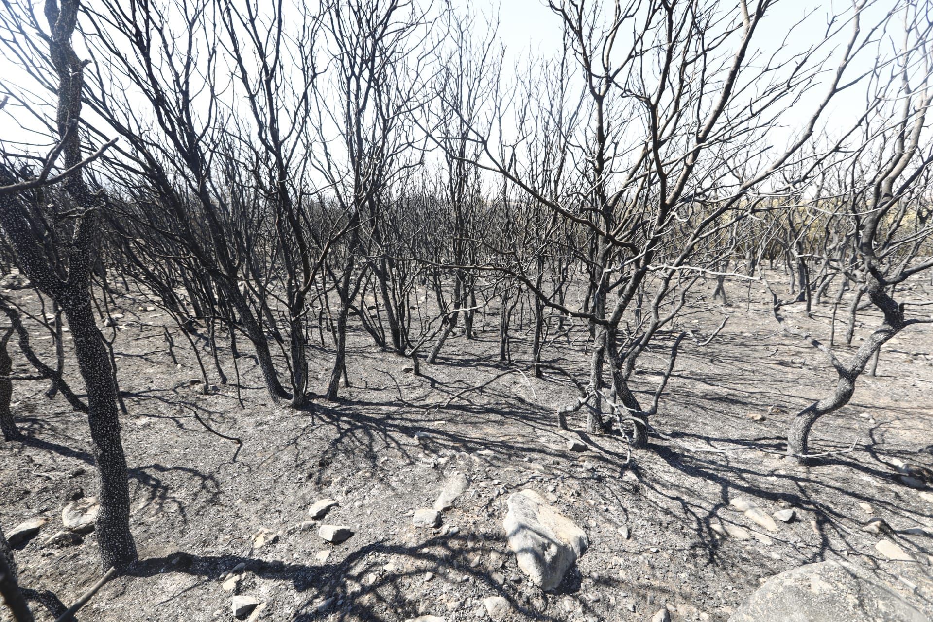 GALERÍA DE FOTOS | Lo ocurrido hoy lunes 15 de agosto en el incendio del Moncayo