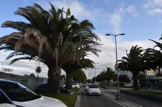 La amenaza de las palmeras: Expertos alertan de la plaga de picudo rojo y reclaman control para eliminarla