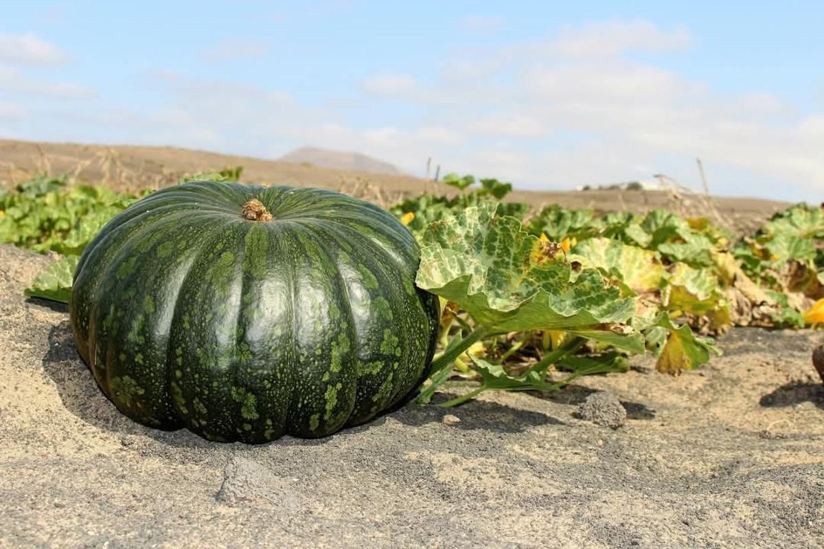 Calabazas cultivadas en jable.