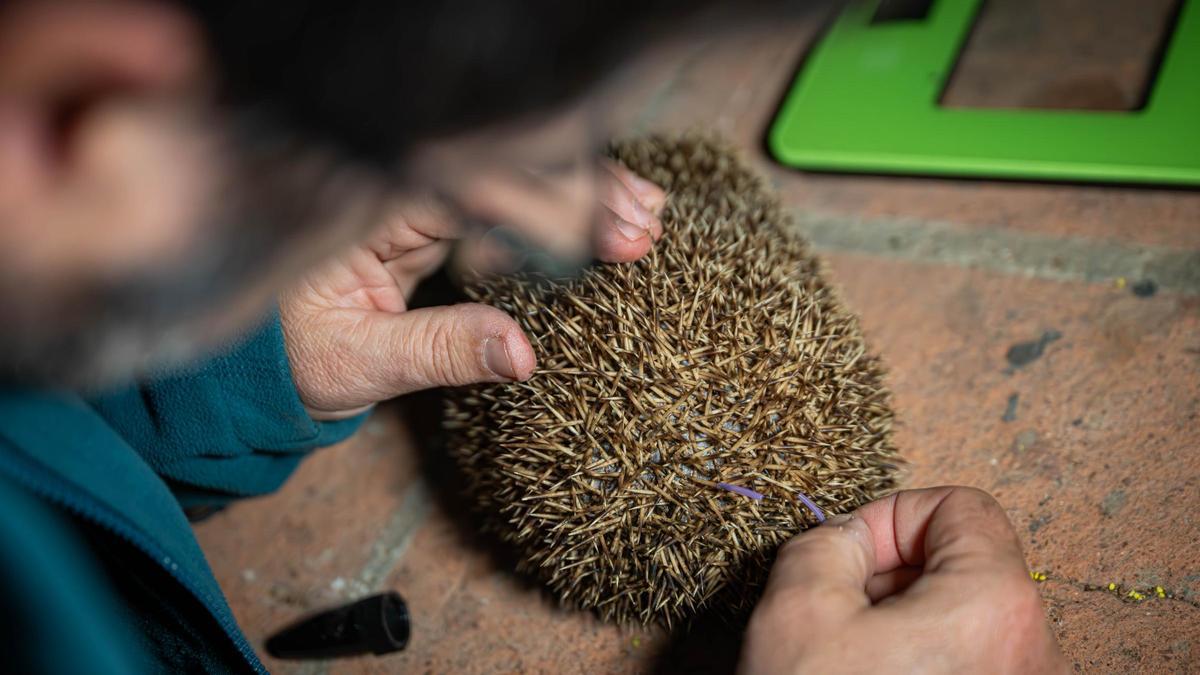 ERIZO POMPON GORRO | Una mujer 'salva' a un erizo y el veterinario le