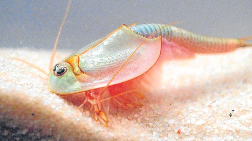 Avís de perill per als triops de la platja d&#039;Espolla