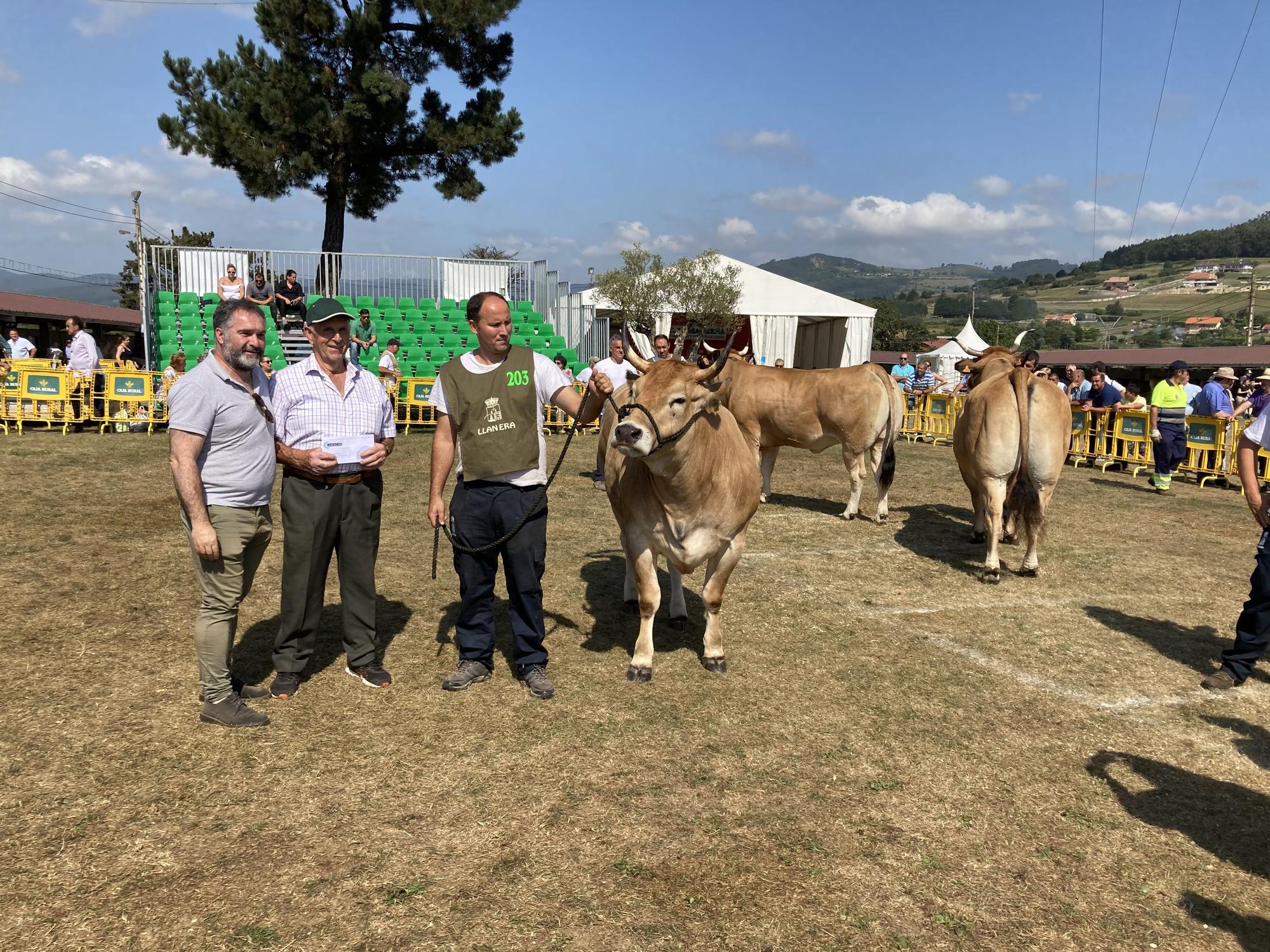 El concurso de ganado de Llanera fue todo un éxito: aquí tienes algunas de las reses ganadoras