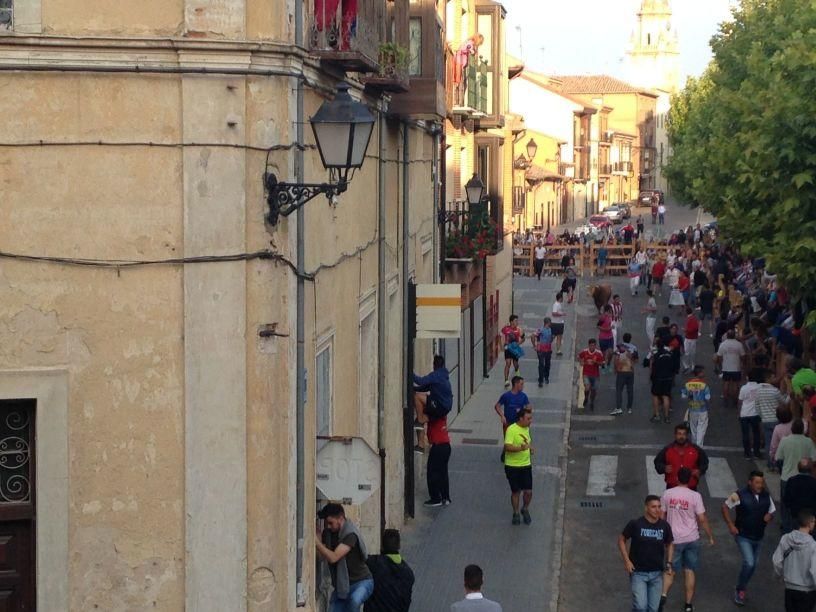 Fiestas Toro: Encierro urbano y suelta de vaquilla