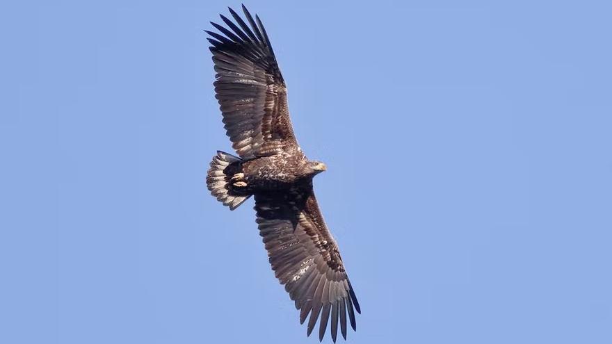 Pigargo europeo (Haliaeetus albicilla) en Eslovaquia.