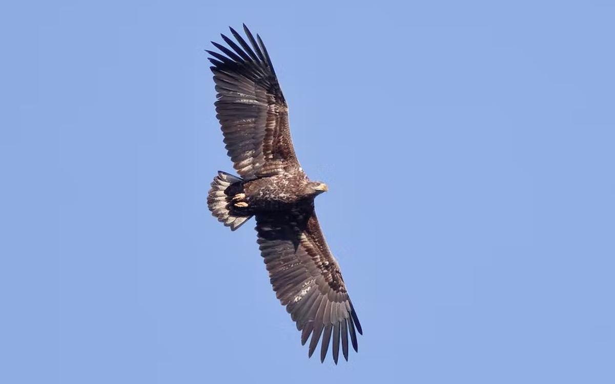 Pigargo europeo (Haliaeetus albicilla) en Eslovaquia.