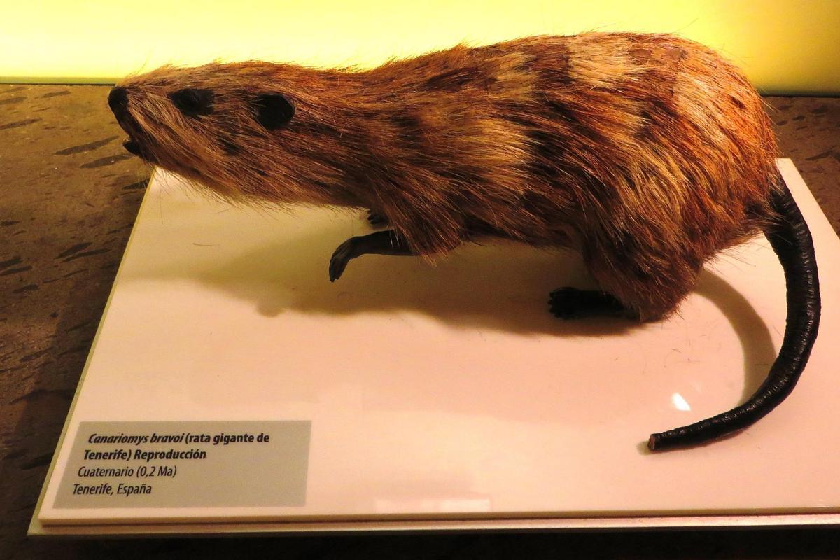 Especimen de rata gigante de Tenerife.