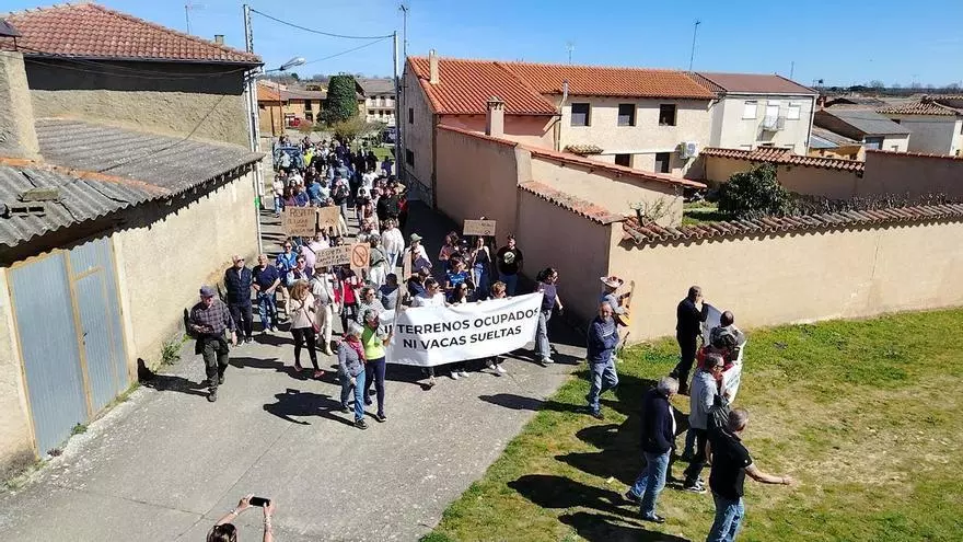 Molezuelas de la Carballeda alza su voz: "Vacas fuera de nuestros pueblos"