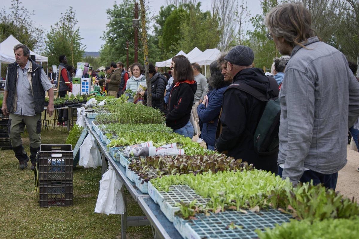 Una gentada s’ha acostat per visitar els 34 expositors presents, per participar en algun dels tallers programats o passejar per l’espai natural de la Fira de la Flor i el Planter. Una gentada s’ha acostat per visitar els 34 expositors presents, per participar en algun dels tallers programats o passejar per l’espai natural de la Fira de la Flor i el Planter.