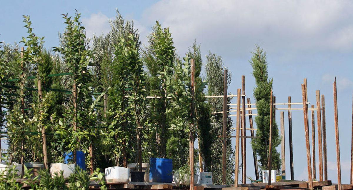 Imagen de archivo de un parany