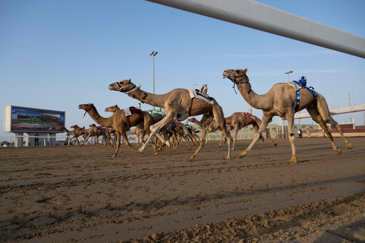 Carrera de camellos con jinetes-robot en Al Sheehaniya (Doha).