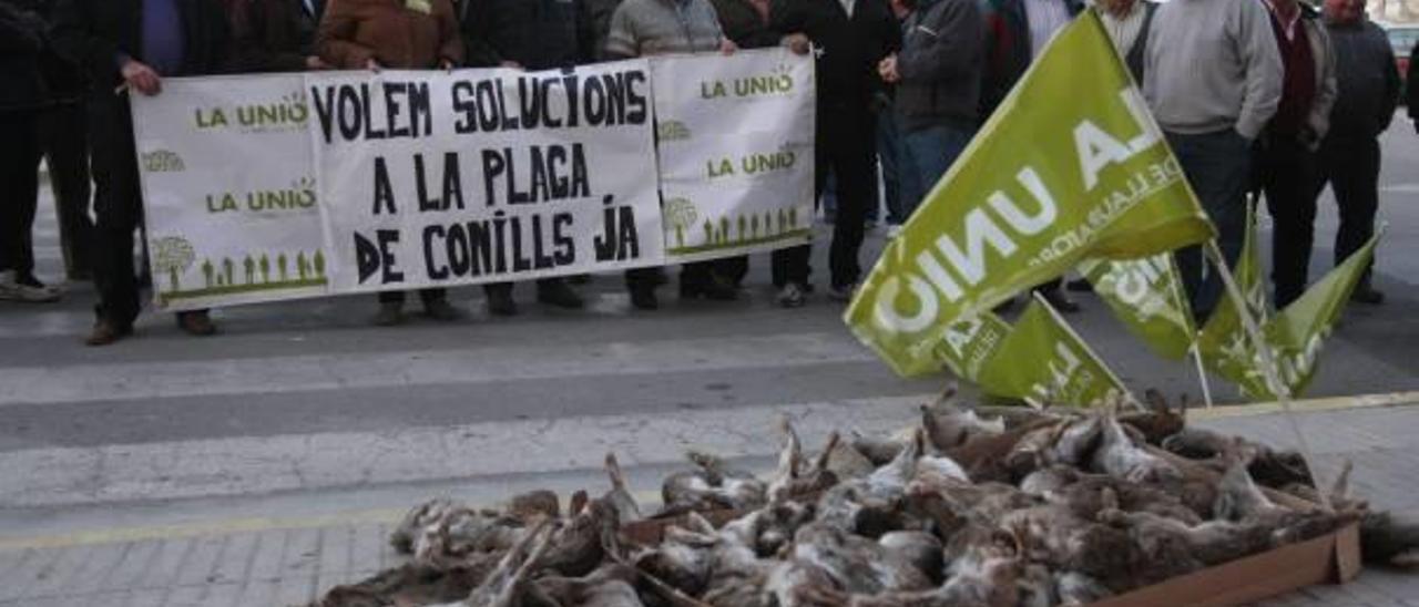 Protesta agrícola por la falta de medidas contra la plaga de conejos de la Vall d&#039;Albaida, en 2012.