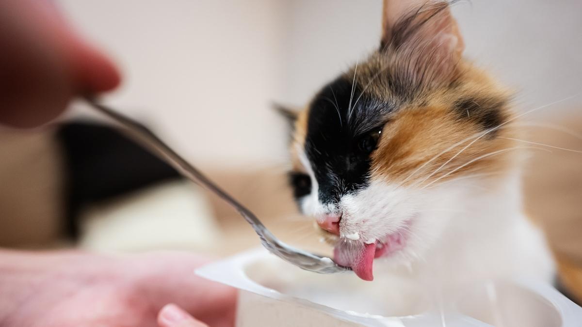 Un gato toma un alimento de una cuchara.