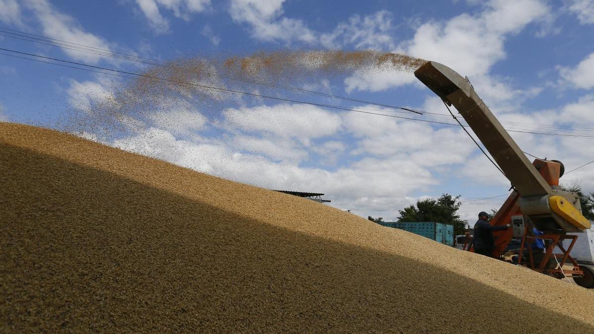 Agricultores ucranianos cargan grano de cebada y trigo en una revista después de la cosecha en el área de Odesa.
