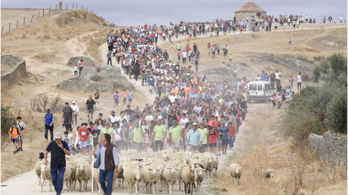 El público acompaña al rebaño de ovejas en la ruta trashumante.