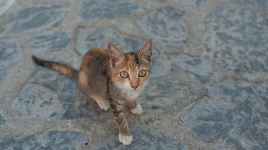 Fiscalía pide seis meses de cárcel para un empleado de un hotel en Cangas de Onís que pateó a un gato