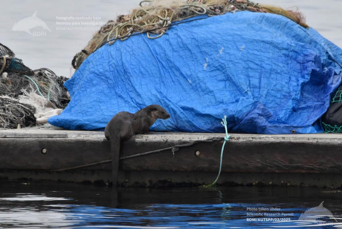 Nutria fotografiada hace unos días en O Grove por el equipo del BDRI.