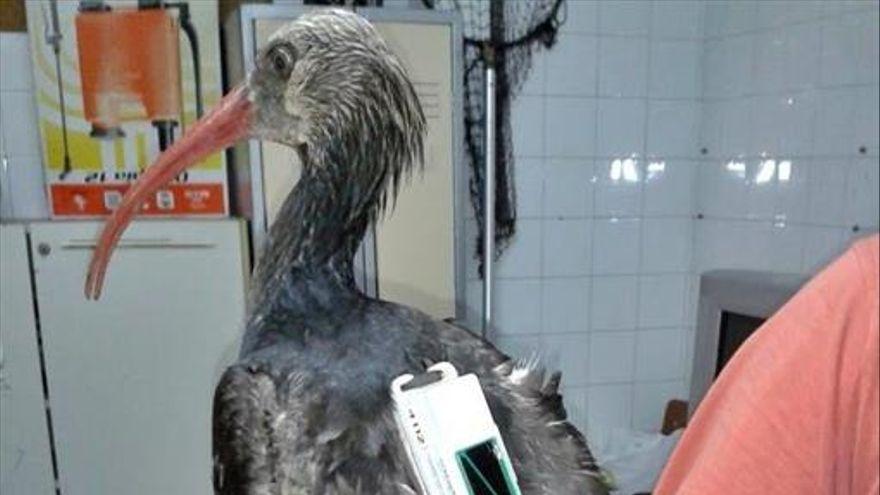 SEO/BirdLife se persona como acusación en el caso de los cinco ibis eremitas abatidos en Montemolín