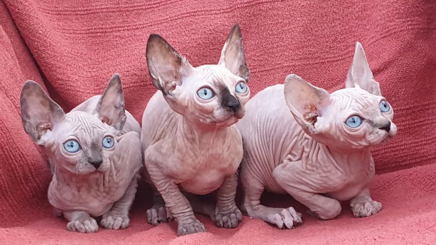 Las razas de gatos que parecen sacadas de Star Wars