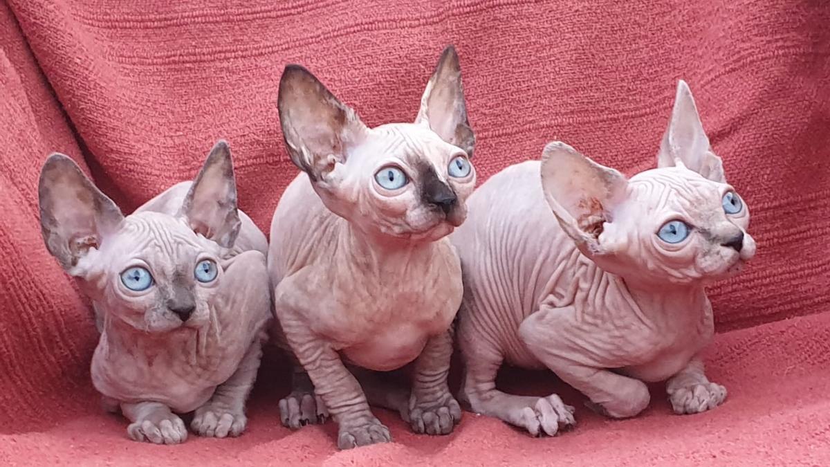 Desempacando pasaporte Llorar 🐱 Gatos Hipoalergénicos 👌 Las nuevas razas de gatos sin pelo