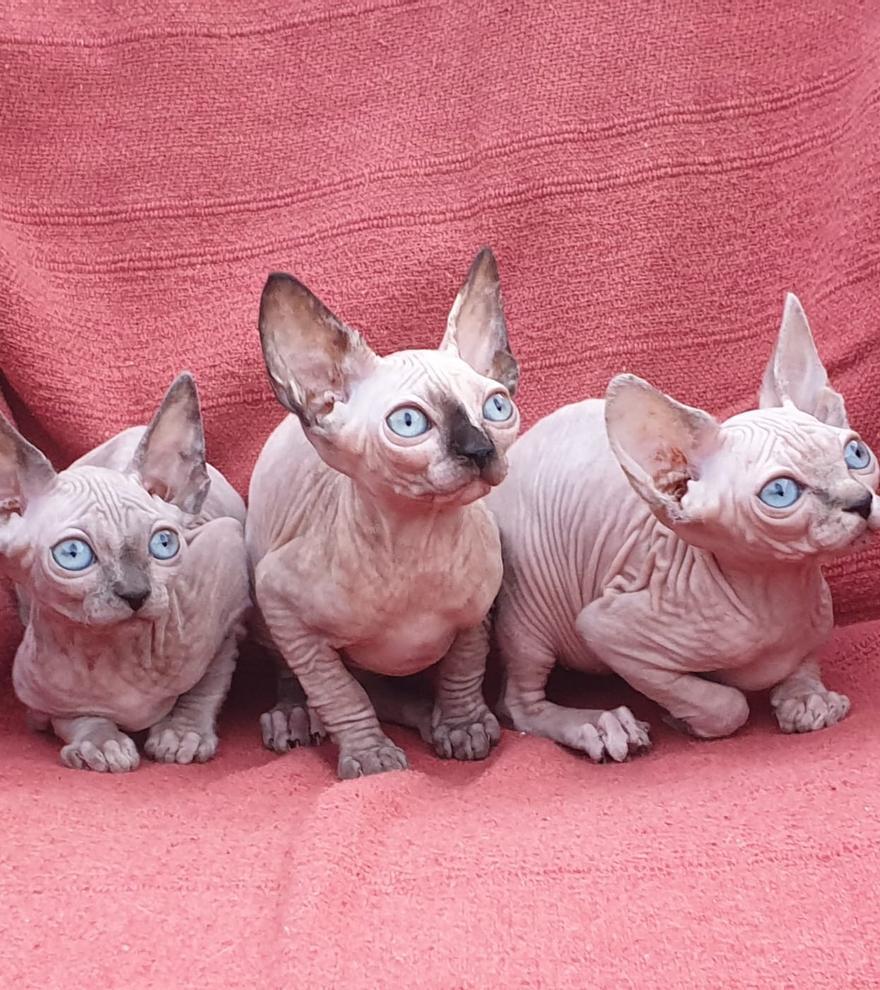 Gatos Hipoalergénicos Las nuevas razas de gatos sin pelo