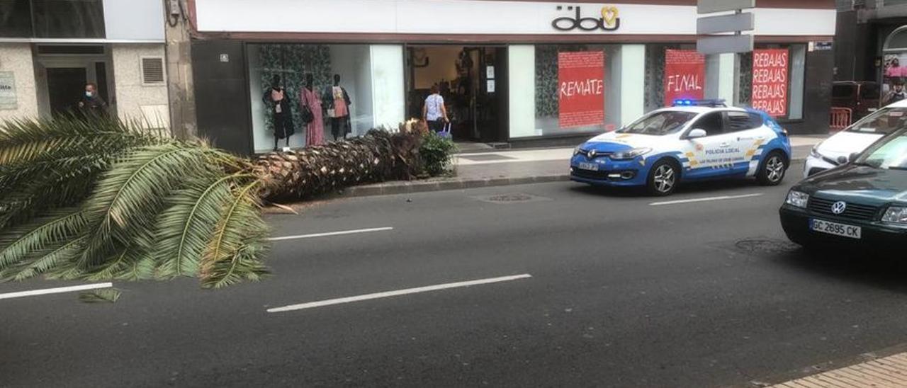 Una palmera se desploma en una vía de la capital grancanaria