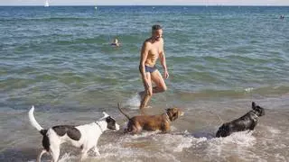 Badalona estrena playa para perros para su nueva temporada veraniega de baño